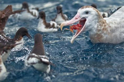 Wandering Albatross Facts | Bird with the Largest Wingspan