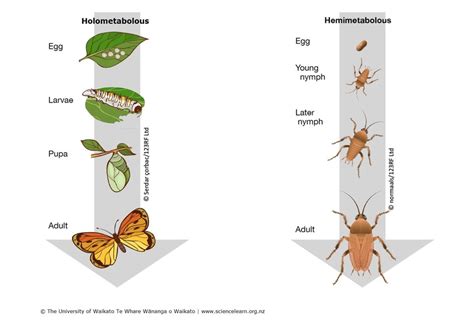 Class Insecta Diagram