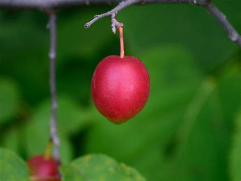 Wild Plum Tree Care: Do Wild Plum Trees Produce Fruit You Can Eat