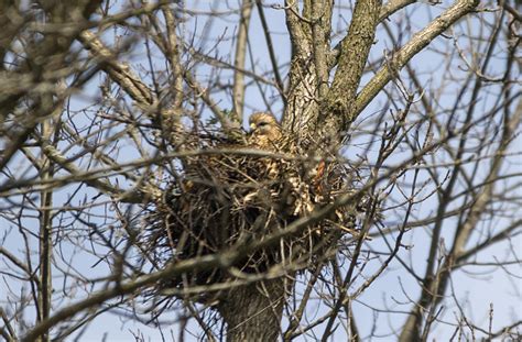 Protecting eggs, nesting hawk attacks River Forest residents - Oak Park