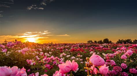 Pink petaled flower, landscape, field, flowers, nature HD wallpaper | Wallpaper Flare