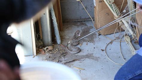 Snake Removal in Tucson, AZ | Animal Experts Inc.