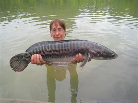 Giant Snakehead Fish