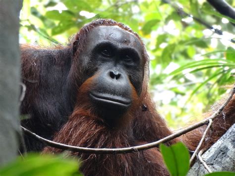 Orangutan Finding Highlights Need to Protect Habitat | Rutgers University