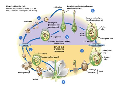 Flowering plant life cycle Diagram | Quizlet