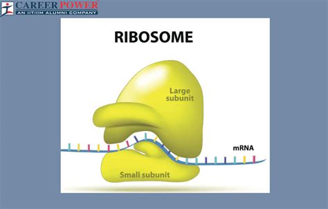 Ribosomes: Definition, Structure, Types, and Functions