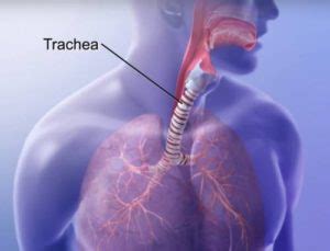 Function of Trachea: What You Should Know | IYTmed.com