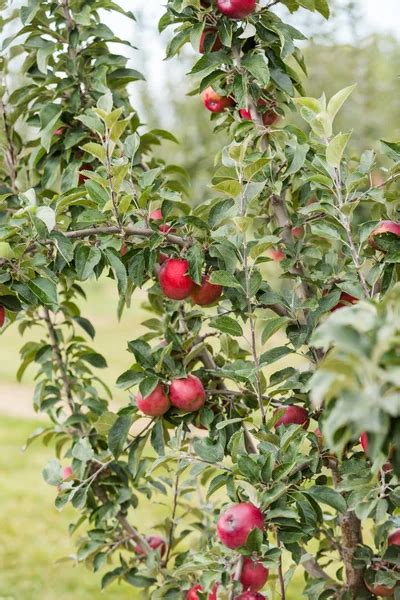 Tree at Apple farm Stock Photo by ©urban_light 55506793