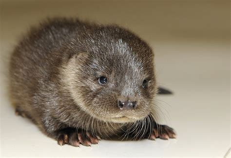 Serious Otter Pups | Otters cute, Otters, Otter pup