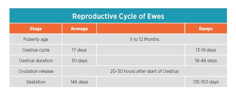 Anatomy and physiology of ewe reproduction | Zoetis AU