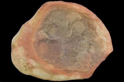 Fossil Jellyfish (Octomedusa) Cluster In Ironstone - Illinois (#120983) For Sale - FossilEra.com