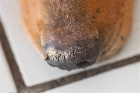 Crusty Dog Noses (Nasal Hyperkeratosis): Causes & Treatments