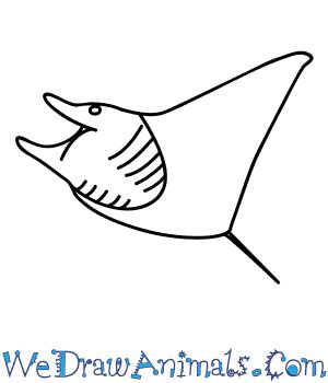 How to Draw a Manta Ray