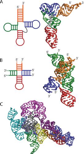 Tertiary Structure Of Rna