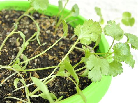 How to Germinate Cilantro Seeds: 10 Steps (with Pictures)