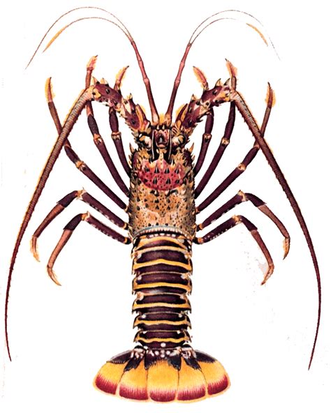 Spiny lobster - Alchetron, The Free Social Encyclopedia