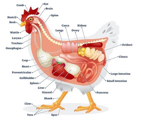 Chicken Anatomy: A Complete Visual Guide | Chickens And More