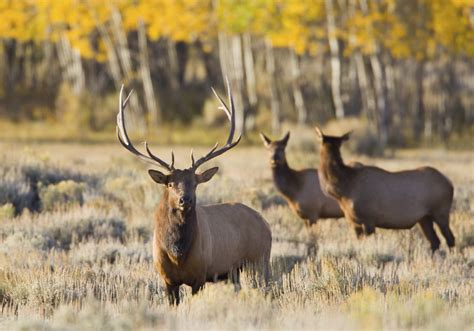 America's Wildlife Conservation Success Story | OutdoorHub