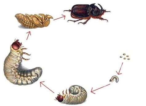 Hive Beetle Life Cycle