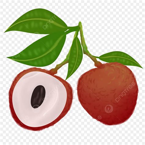 Fruit Fruit Lychee Peeling, Fruit, Fruit Clipart PNG Transparent Clipart Image and PSD File for ...