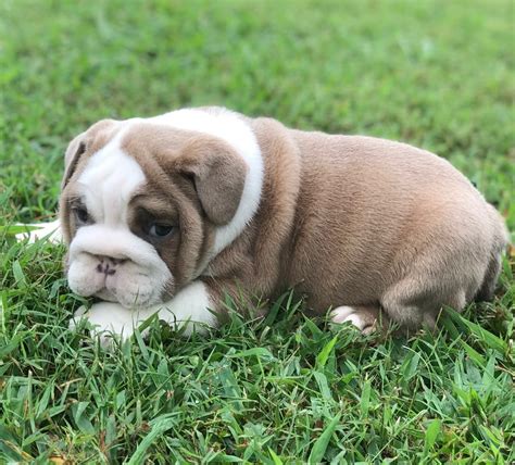 English Bulldog Puppies For Sale | Pikeville, KY #308422