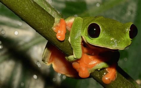 Endangered Amphibians In The Cloud Forests Of Alta Verapaz