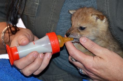 6 Black-backed Jackal pups rescued from a farm, and taken to safety