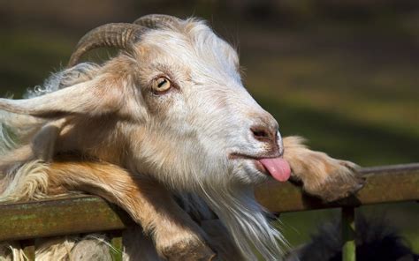 Animals goat face tongue humor funny horns fence eyes nose wallpaper ...