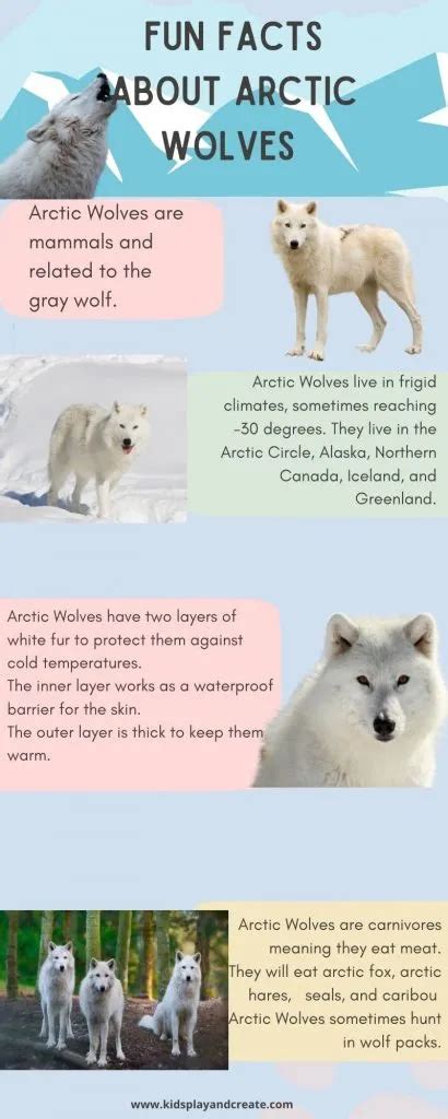 Arctic Wolf Facts for Kids - Kids Play and Create