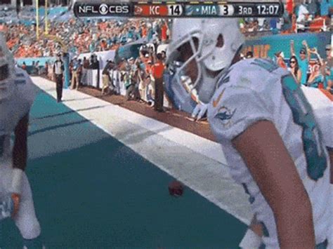 dolphins | GIF | PrimoGIF