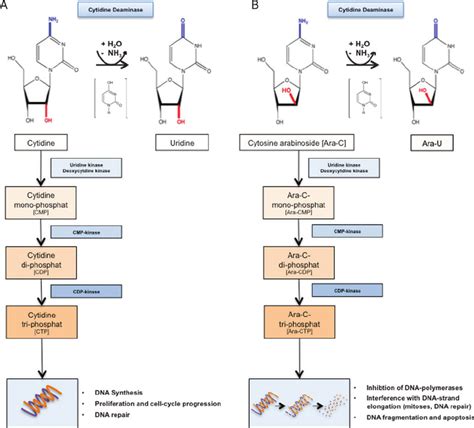 Metabolism of cytidine and cytidine analog – type agents. (A ...