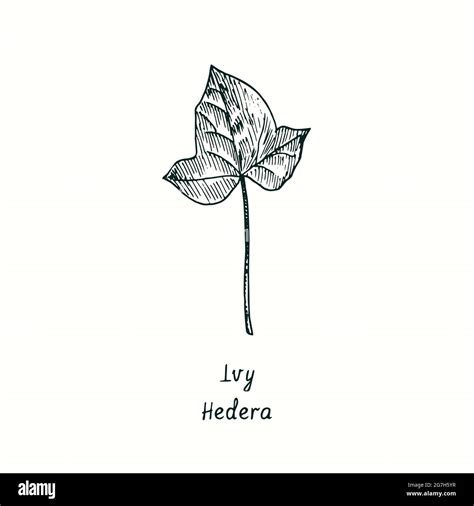 Ivy (Hedera) leaf. Ink black and white doodle drawing in woodcut style Stock Photo - Alamy