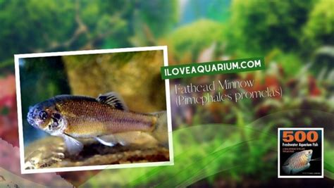 [Ebook] 500 freshwater aquarium fish - Cyprinids - Fathead Minnow (Pimephales promelas) - I Love ...