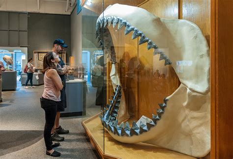 Five Facts: Megalodon – Research News