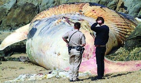 Dead blue whale, fetus wash ashore in San Mateo County – The Mercury News