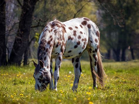 Appaloosa Horses for Sale | Appaloosa horses, Appaloosa horses for sale, Horse breeds