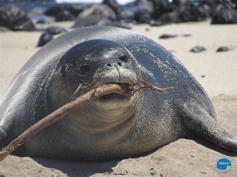 Weaned Hawaiian Monk Seal pup needs space and safe surroundings | KHON2