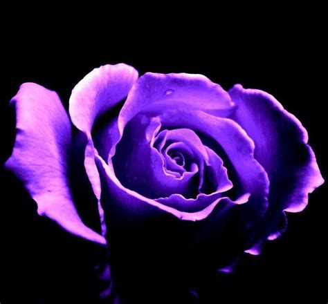 Purple Rose Backgrounds - Wallpaper Cave