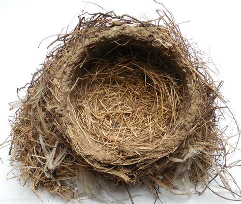 Reverse Engineering a Bird’s Nest – Only Passionate Curiosity