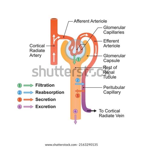 195 Urine Formation Images, Stock Photos & Vectors | Shutterstock