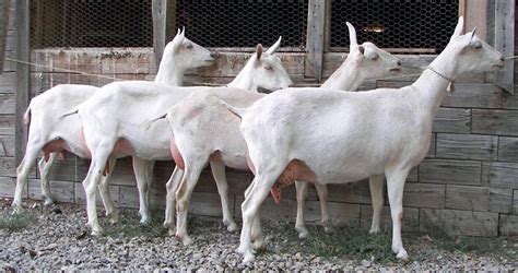 Saanen Goat - Breeds List