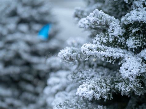 Close Up of Christmas Tree Covered in White Flocking Spray and Powder for Snow Look Stock Image ...