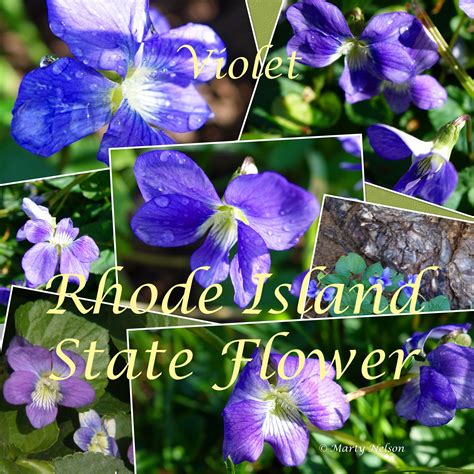 Pictures Of Rhode Island State Flower - Beautiful Insanity