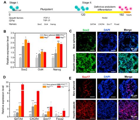 Pluripotency and definitive endoderm expression in bioactive ...