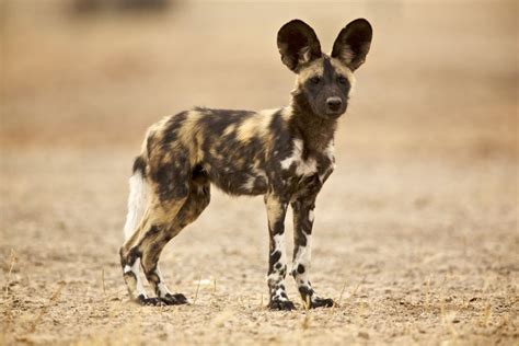 Fun Facts About African Animals: The Wild Dog