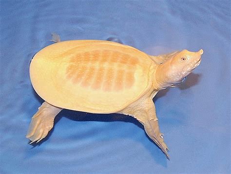 Albino Chinese Softshell Turtles for sale | The Turtle Source