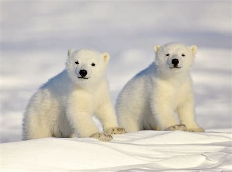 Baby Polar Bears - Manager's Office