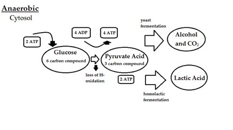 5.9A: Electron Donors and Acceptors in Anaerobic Respiration - Biology ...