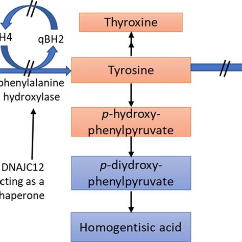 Phenylalanine metabolism in PKU. Phenylalanine hydroxylase (PAH)... | Download Scientific Diagram