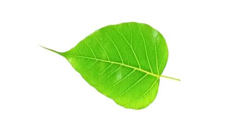 Peepal Tree In Telugu Name [7+ Benefits, Nutrients, Uses Etc]